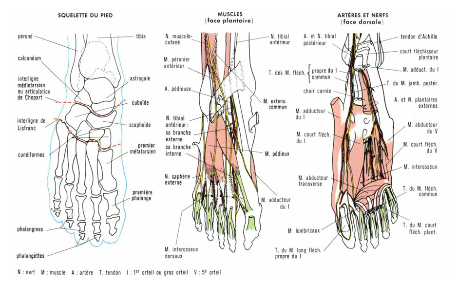 anatomie_pied